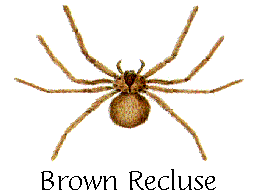 brown recluse