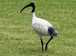 white ibis