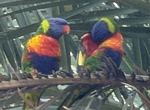 rainbow lorikeets
