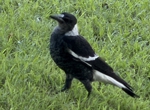 magpie