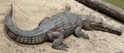 crocodile