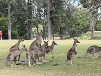 kangaroo
