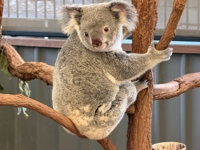 koala