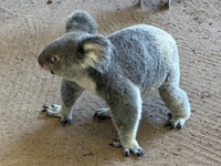 koala