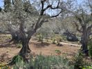 Garden of Gethsemane